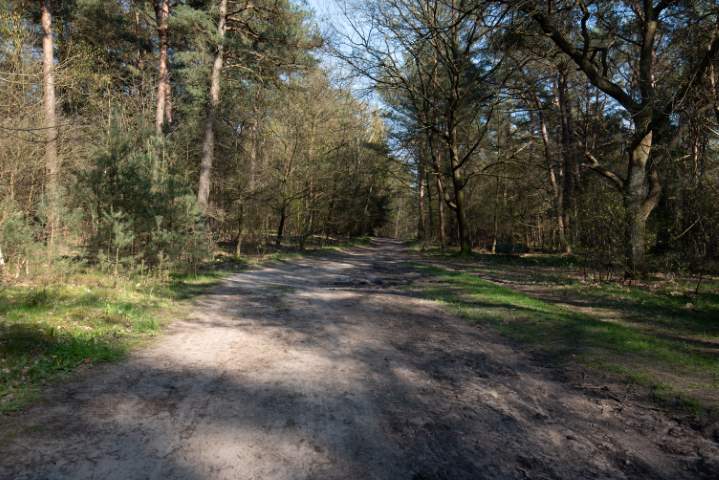 Waldweg